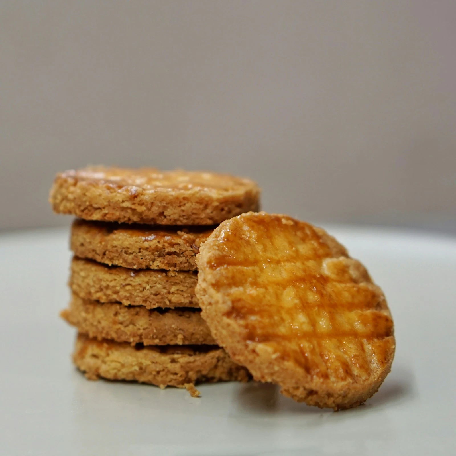 Miniature Elephant Ears