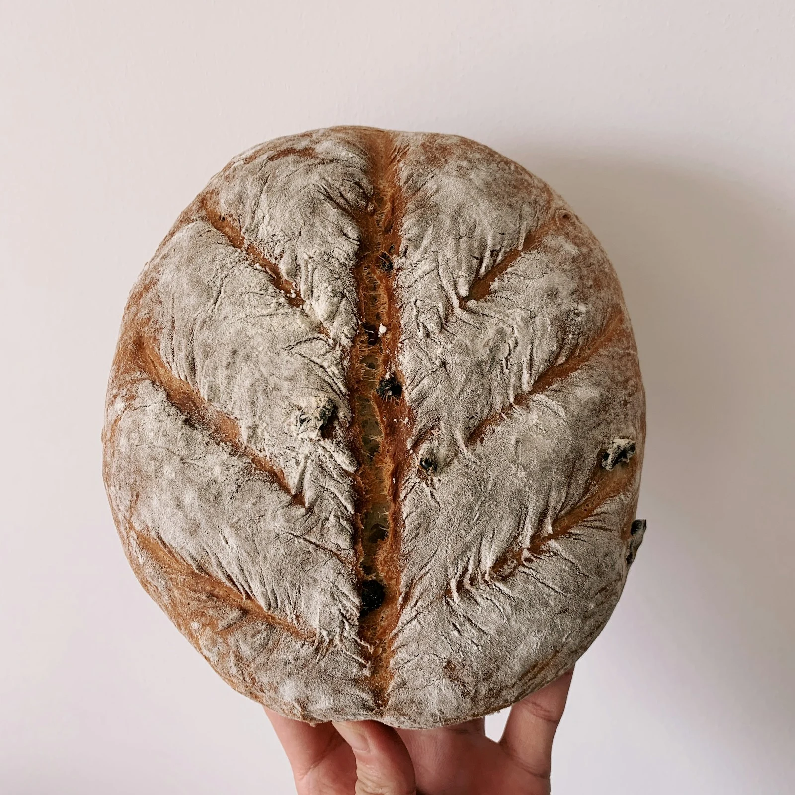 Whole Wheat Bastone (Large)